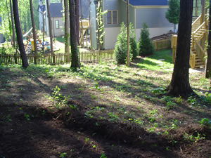 Before Zoysia Sod Installation Clean out pine straw