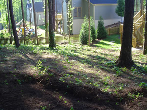 Before Zoysia Sod Installation Clean out pine straw