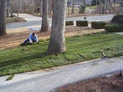 Before Fescue Sod Installation