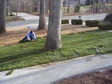 Fescue Sod Installation