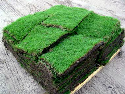 Sod Installation